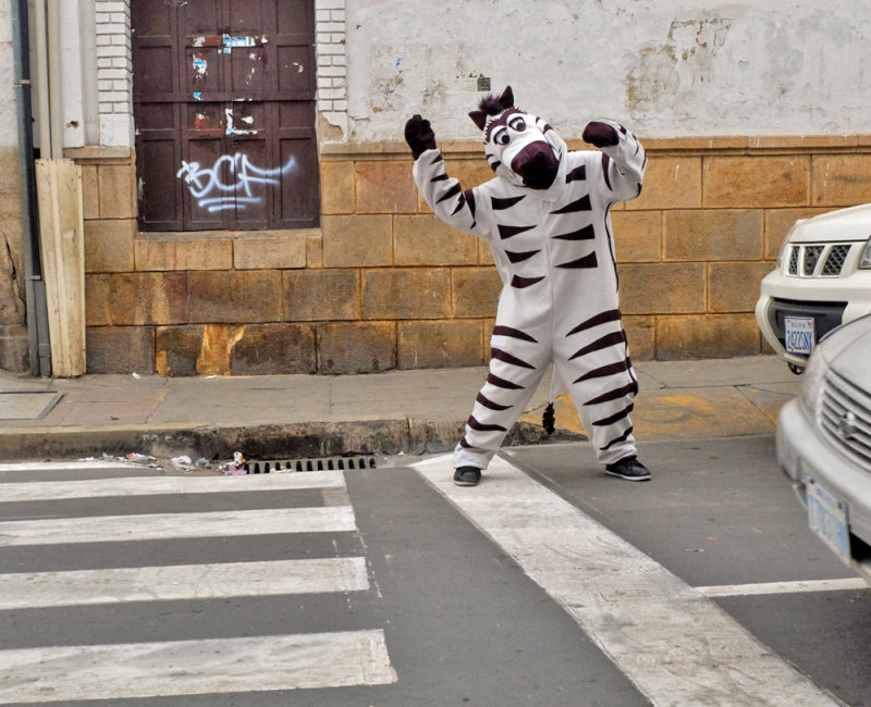 Zebra at work, Sucre, Bolivia, 2014