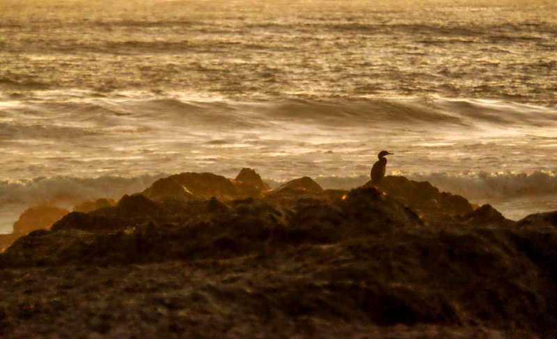 Cormorant, Imperial Beach, California, 2014