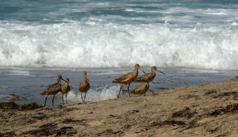 Marbled Godwits, Imperial Beach, California, 2014