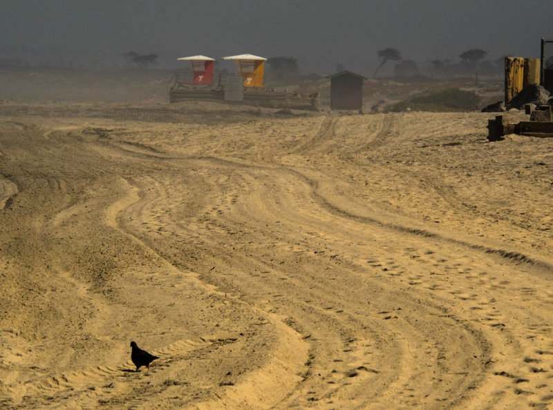 Patrolling pigeon, Imperial Beach, California, 2014