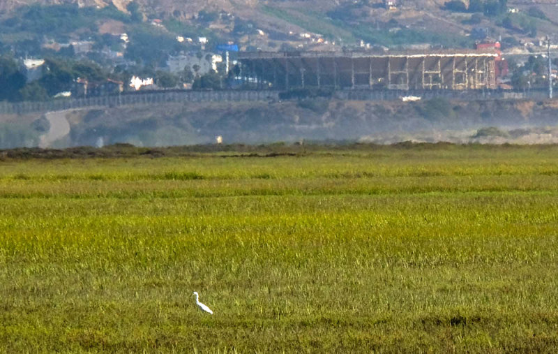 Snowy Egret, Tijuana River National Estuary, Imperial Beach, California, 2014