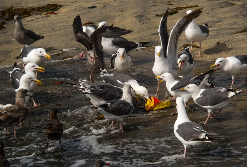 Gull riot, Imperial Beach, California, 2014