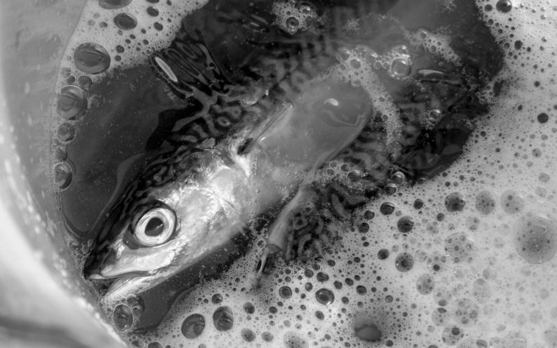 Eye of the mackerel, Imperial Beach, California, 2014