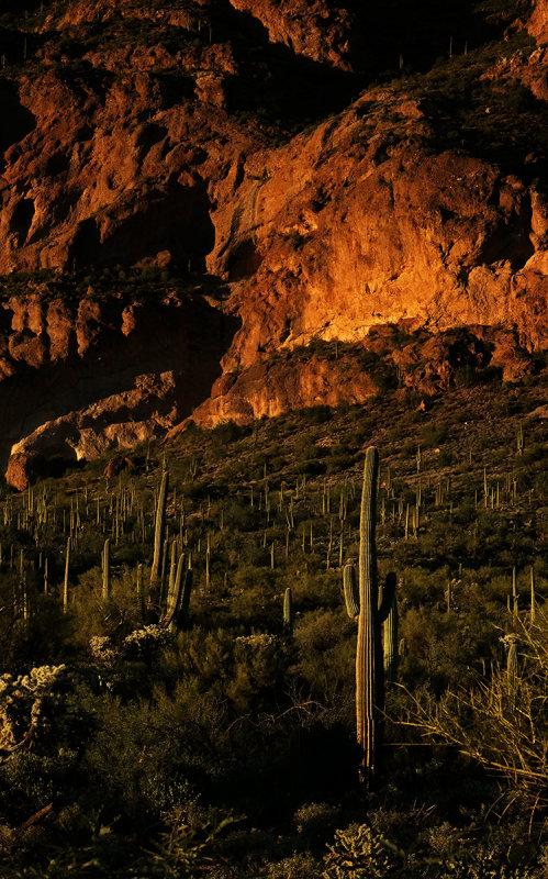 The colors of nature, Peralta Canyon, Arizona, 2014