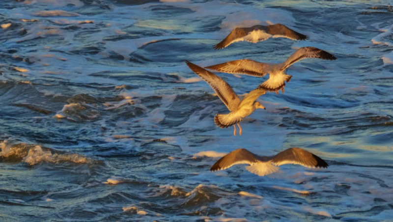 Trailing gulls, St. Andrews Sound, off Little Cumberland Island, Georgia, 2014