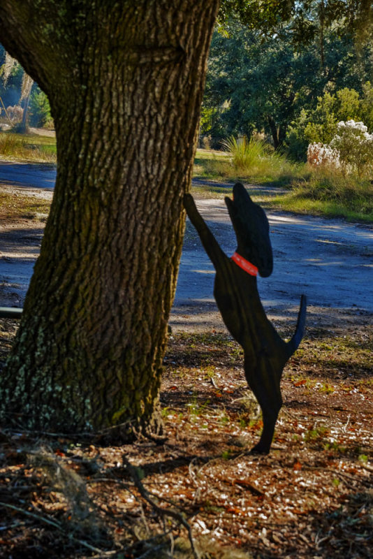 Barking up the old tree, Hog Hammock, Sapelo Island, Georgia, 2014
