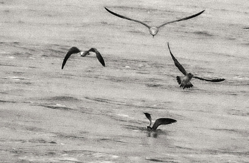 Gull squadron, off Georgia coast, 2014