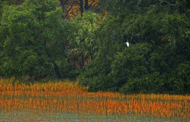 Egret along the Inland Waterway, just off the Georgia coast, 2014