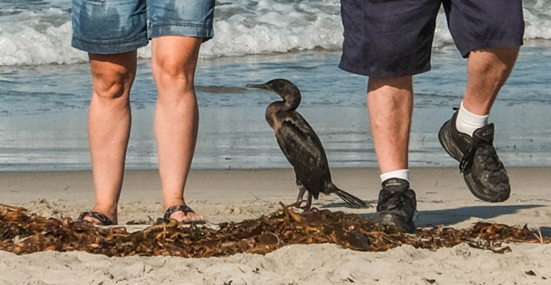 Cormorant and friends, Mission Beach, California. 2015