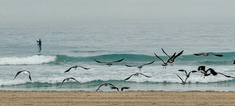 Wings, Mission Beach, California, 2015