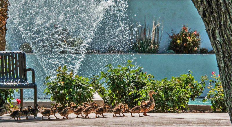Ducklings on parade, Scottsdale, Arizona, 2016