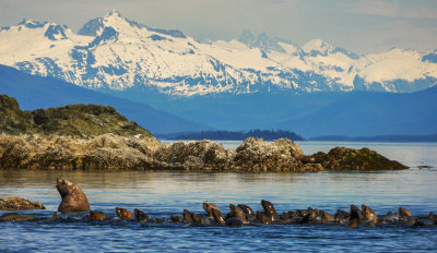 Followers, Stellar sea lion rookery, Brothers Island, Alaska, 2013