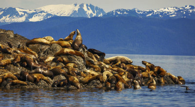 Stellar sea lion rookery  a second visit. Brothers Islands, Alaska, 2013