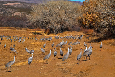 Feeding cranes, Bosque del Apache National Wildlife Refuge, New Mexico, 2014