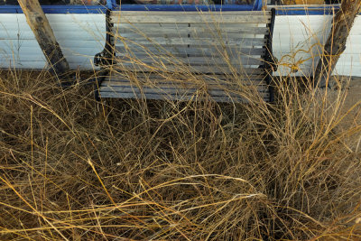 Waiting in the weeds, Hachita, New Mexico, 2014