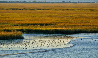 The Marshes of Glynn, Brunswick, Georgia, 2014