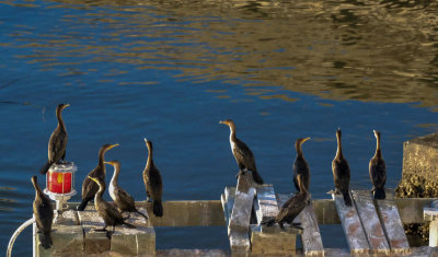 Double-crested cormorants, Jekyll Island Causeway, Jekyll Island, Georgia, 2014