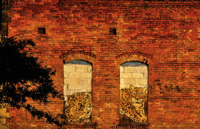 Jaguar in the ruin, Jacksonville, Florida, 2014