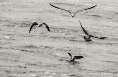 Gull squadron, off Georgia coast, 2014