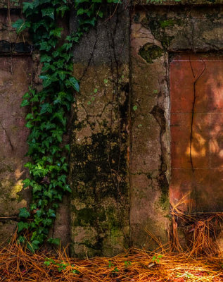An old wall comes to life, Beaufort, South Carolina, 2014