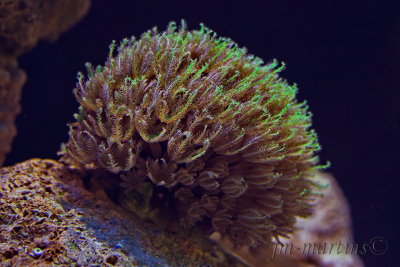 organ pipe coral