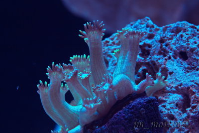 Alveopora Coral