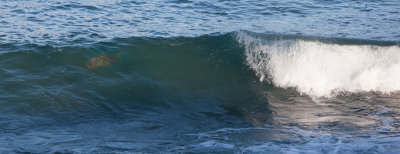 _87F4486.jpg