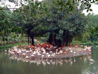 Flamingos