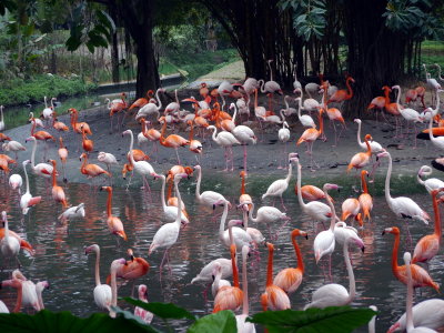 Flamingos