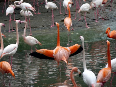 Flamingos