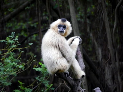 Spider Monkey