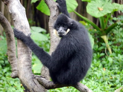 Spider Monkey