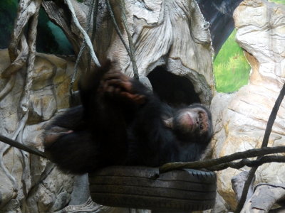 Chimpanzee House