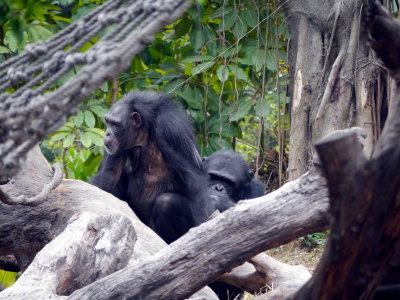 Chimpanzee House
