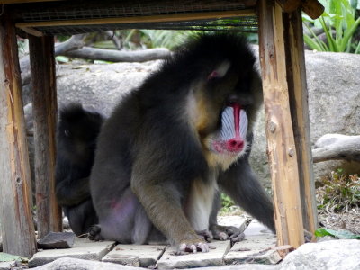 Male Mandrill Baboon