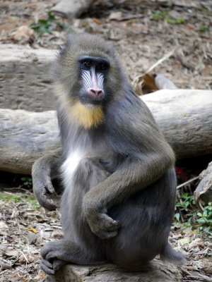 Female Mandrill Baboon