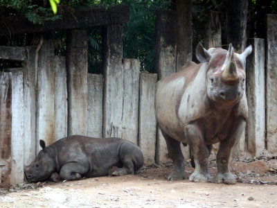Black Rino
