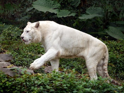 Snow Tiger