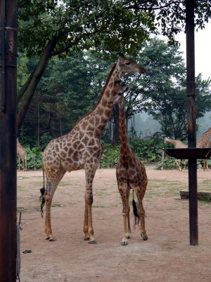 Giraffe