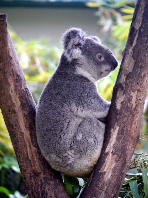 Koala