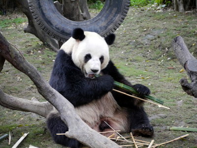 Giant Panda