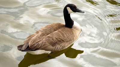  Canadian Geese