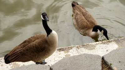 Canadian Geese