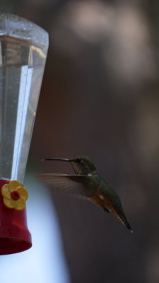 Humming Bird