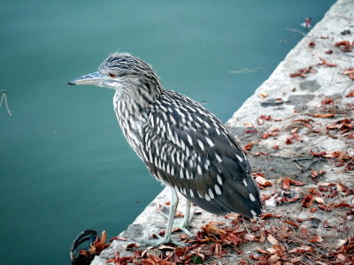 Young Black Hooded Night Heron