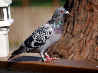 Homing Pigeon