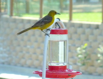 Female Hooded Oriole