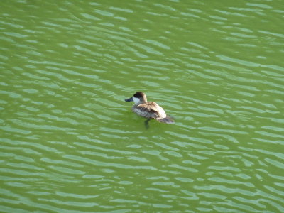 Ruddy Duck