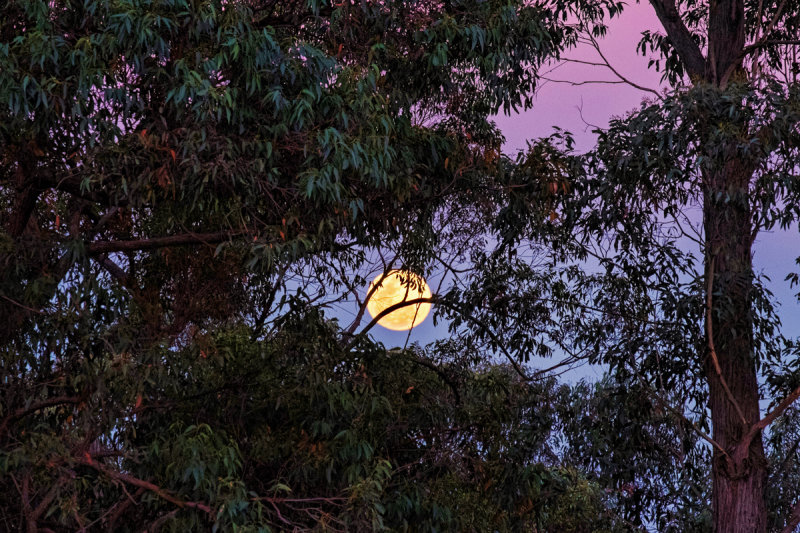 Harvest Moon 19 Sept 13