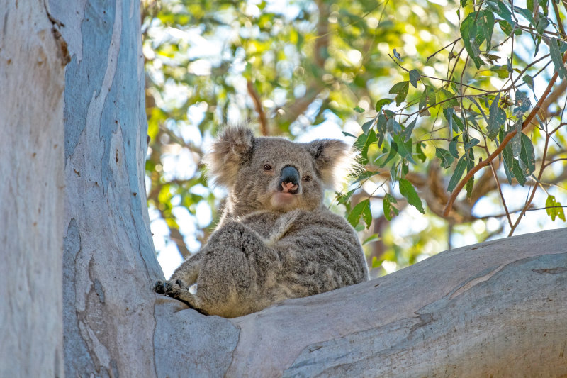 Koala at Kurrajong 